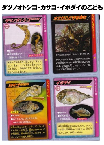 海の生き物の赤ちゃん
